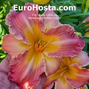 Hemerocallis Buffalo Crayon