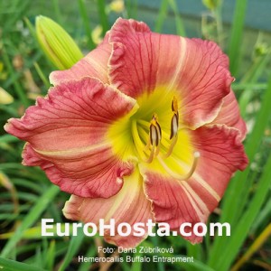 Hemerocallis Buffalo Entrapment 