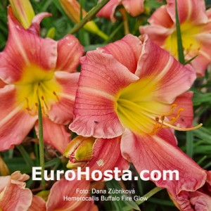 Hemerocallis Buffalo Fire Glow
