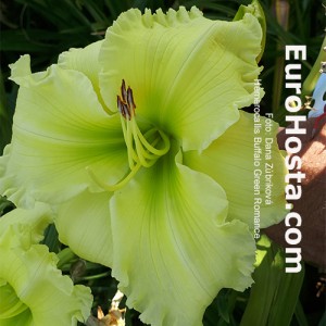 Hemerocallis Buffalo Green Romance