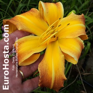 Hemerocallis Buffalo Orange Star