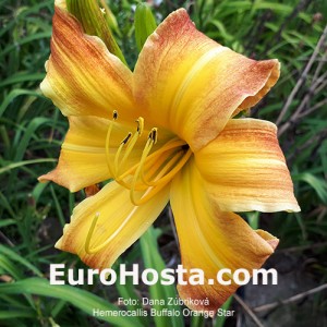 Hemerocallis Buffalo Orange Star