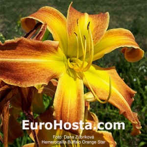 Hemerocallis Buffalo Orange Star