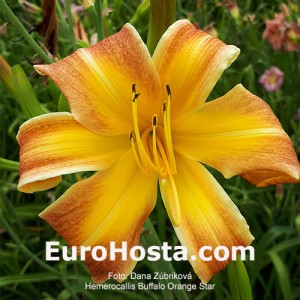 Hemerocallis Buffalo Orange Star