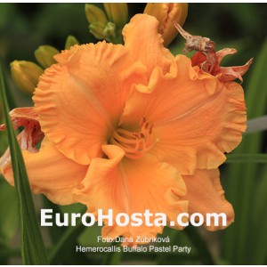 Hemerocallis Buffalo Pastel Party