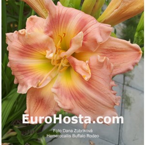 Hemerocallis Buffalo Rodeo