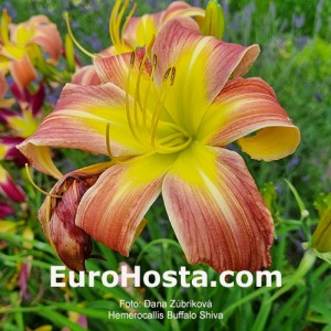 Hemerocallis Buffalo Shiva