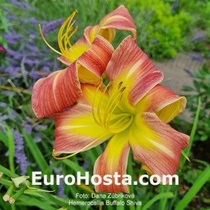Hemerocallis Buffalo Shiva