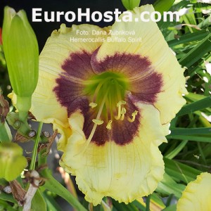 Hemerocallis Buffalo Spirit