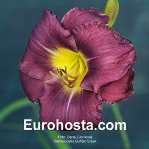 Hemerocallis Buffalo Steak - Eurohosta