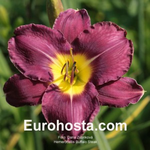 Hemerocallis Buffalo Steak - Eurohosta