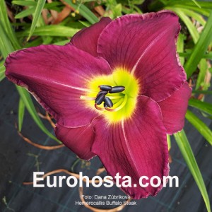 Hemerocallis Buffalo Steak - Eurohosta