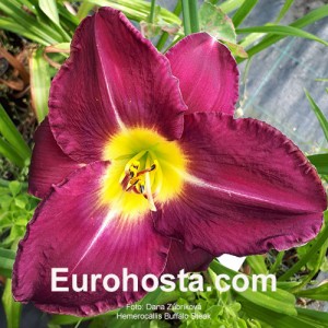 Hemerocallis Buffalo Steak - Eurohosta