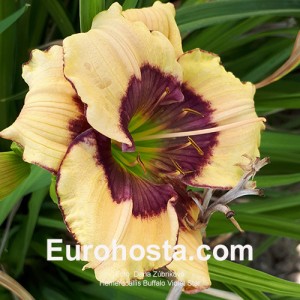 Hemerocallis Buffalo Violet Star