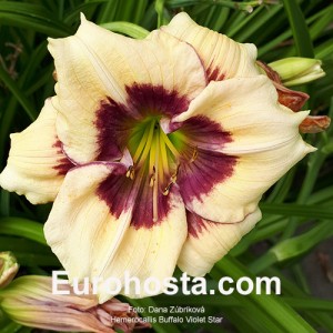 Hemerocallis Buffalo Violet Star