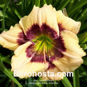 Hemerocallis Buffalo Violet Star