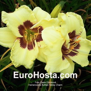 Hemerocallis Buffalo Yellow Charm 