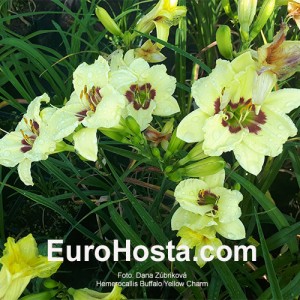 Hemerocallis Buffalo Yellow Charm 