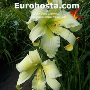 Hemerocallis Buffalo Yellow Lady