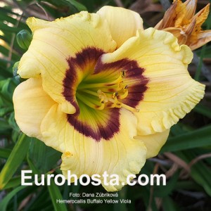 Hemerocallis Buffalo Yellow Viola 