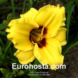 Hemerocallis Bumble Bee - Eurohosta