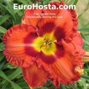 Hemerocallis Burning Hot Lava 