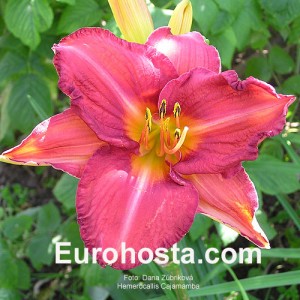 Hemerocallis Cajamamba - Eurohosta