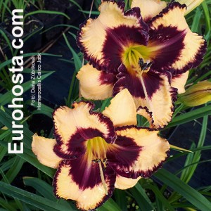 Hemerocallis Calico Jack