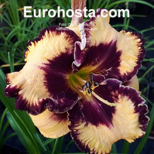 Hemerocallis Calico Jack