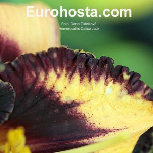 Hemerocallis Calico Jack - Eurohosta