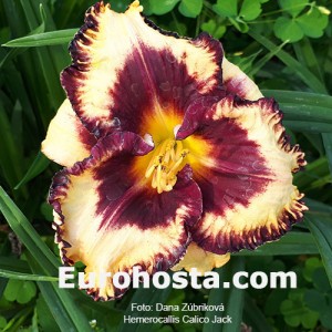 Hemerocallis Calico Jack