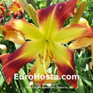 Hemerocallis Cameron's Charisma