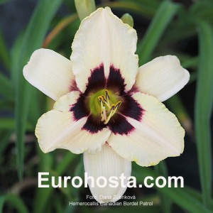 Hemerocallis Canadian Border Patrol - Eurohosta