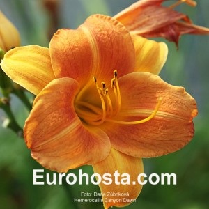 Hemerocallis Canyon Dawn - Eurohosta