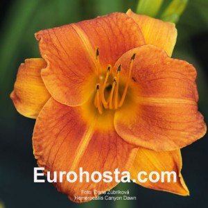 Hemerocallis Canyon Dawn - Eurohosta