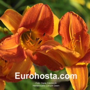 Hemerocallis Canyon Dawn - Eurohosta