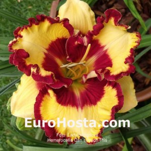 Hemerocallis Can't Touch This - Eurohosta