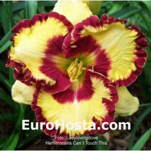 Hemerocallis Can't Touch This - Eurohosta