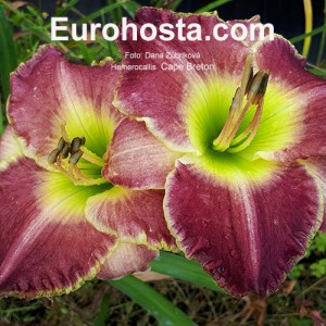 Hemerocallis Cape Breton