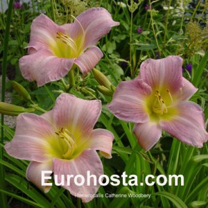 Hemerocallis Catherine Woodbery - Eurohosta