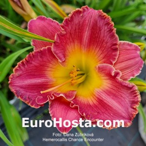 Hemerocallis Chance Encounter