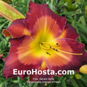 Hemerocallis Change of Heart