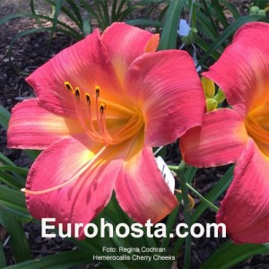 Hemerocallis Cherry Cheeks