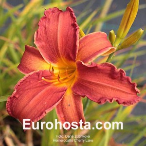 Hemerocallis Cherry Lace - Eurohosta