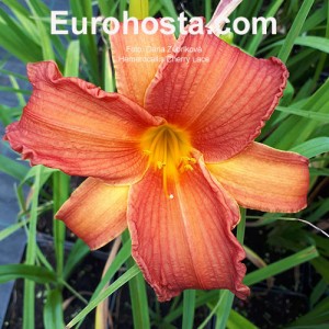 Hemerocallis Cherry Lace - Eurohosta