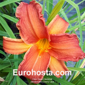 Hemerocallis Cherry Lace - Eurohosta