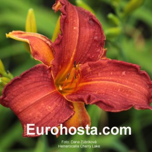 Hemerocallis Cherry Lace - Eurohosta