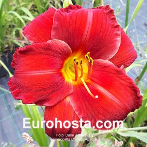 Hemerocallis Chicago Apache - Eurohosta