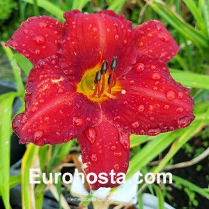 Hemerocallis Chicago Apache - Eurohosta