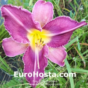 Hemerocallis Chicago Knobby - Eurohosta